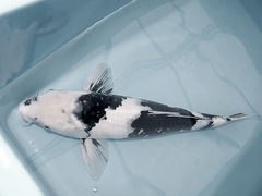 Killikus&reg; Fotographie